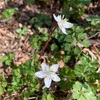 高尾山も春　早春の花