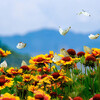 ６月２８日金