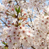 2013春の旅その２-花便り-