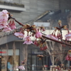 スカイツリー近くの河津桜です