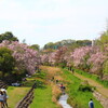 野川の枝垂桜。