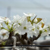 【船橋市内】船橋市の梨園で、綺麗な梨の花を撮って来ました。April 2017