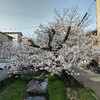 ちょびっと花見ラン