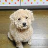 バナナ