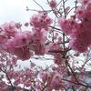 夫婦で歯の治療そしてお買い物