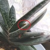ガステリアの花芽。