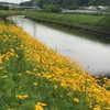 ますます初夏の目久尻川