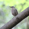 鳥影少なく寂しい探鳥(大阪城野鳥探鳥 2018/05/19 4:35-10:30)