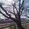 麦野公園の桜2014.3.7（開花近し）