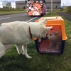 てんかん発作は軽度