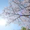 2023年、桜 364日