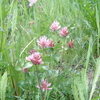 スイス・グリンデルワルト草原の花