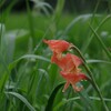 佐渡　まだ梅雨です