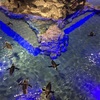 すみだ水族館(スカイツリー)におでかけ(よちよち期)