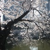 外濠公園の桜