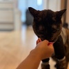 さみしい。