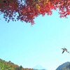 ステップワゴンで車中泊　～昇仙峡の紅葉2019③　昇仙峡金櫻神社と甲斐善光寺編～