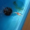 エサを増量し水草も入れてみたけど