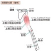 筋肉の解剖学シリーズpart⑥