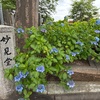 妙見堂の紫陽花は？