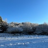 大雪降った翌朝