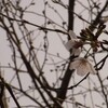 庭の桜が咲き始めました。