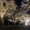 芦野公園の夜桜ライトアップと津軽鉄道を撮る！