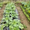 オートファジー1002日目と畑