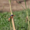 カンムリカワセミ(Malachite Kingfisher)