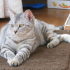 サバ猫のこと。