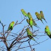 「社葬」セキセイインコちゃん