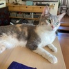 子猫ちゃん拝見、干し筍作り