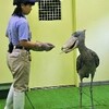 のいち動物公園珍鳥　「とと」と「ささ」命名