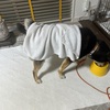 黒柴 🐶 つん