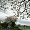 雨の中の桜見物。