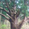 “千年の樹”に会いに行こう～(2)