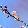 吉野梅園🌸のジョウビタキとカンムリカイツブリ