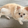 犬は避妊手術後に太る！