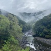 2021年3月28日　九州自然歩道　93日目　宮崎県東諸県郡綾町照葉大吊橋～綾町南俣　満開の桜吹雪の花道を一人歩く