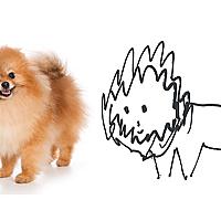 ポメラニアンとは 動植物の人気 最新記事を集めました はてな