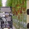 ウナギ完全養殖で量産へ　特許取得