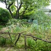 草ぼうぼうのぼくの庭