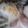 さくらの日に