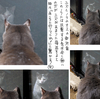 誇り高きオス野良猫