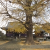５番札所の地蔵寺にある樹齢８００年超の大イチョウ