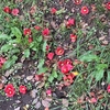 満開の桜に椿の絨毯です。