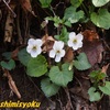 岐阜県で撮影した植物－188．マルバスミレ－