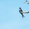 シラヒゲカンムリアマツバメ Moustached Treeswift