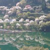 桜を訪ねる旅は続く