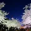 万博記念公園桜まつり